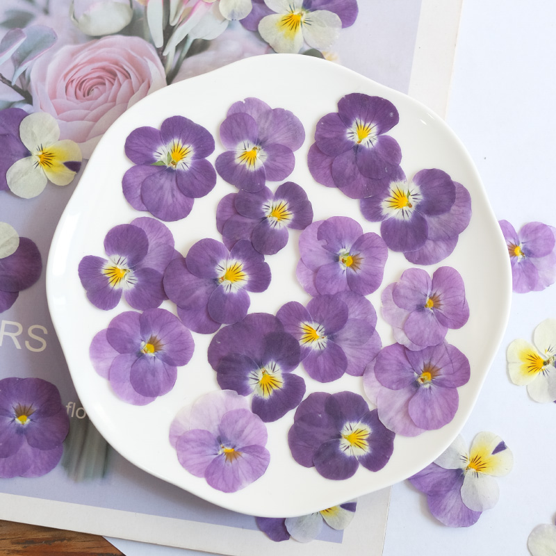 12pcs,nature Pansy Dried Flowe - Photo Beauty Makeup 评论和价格